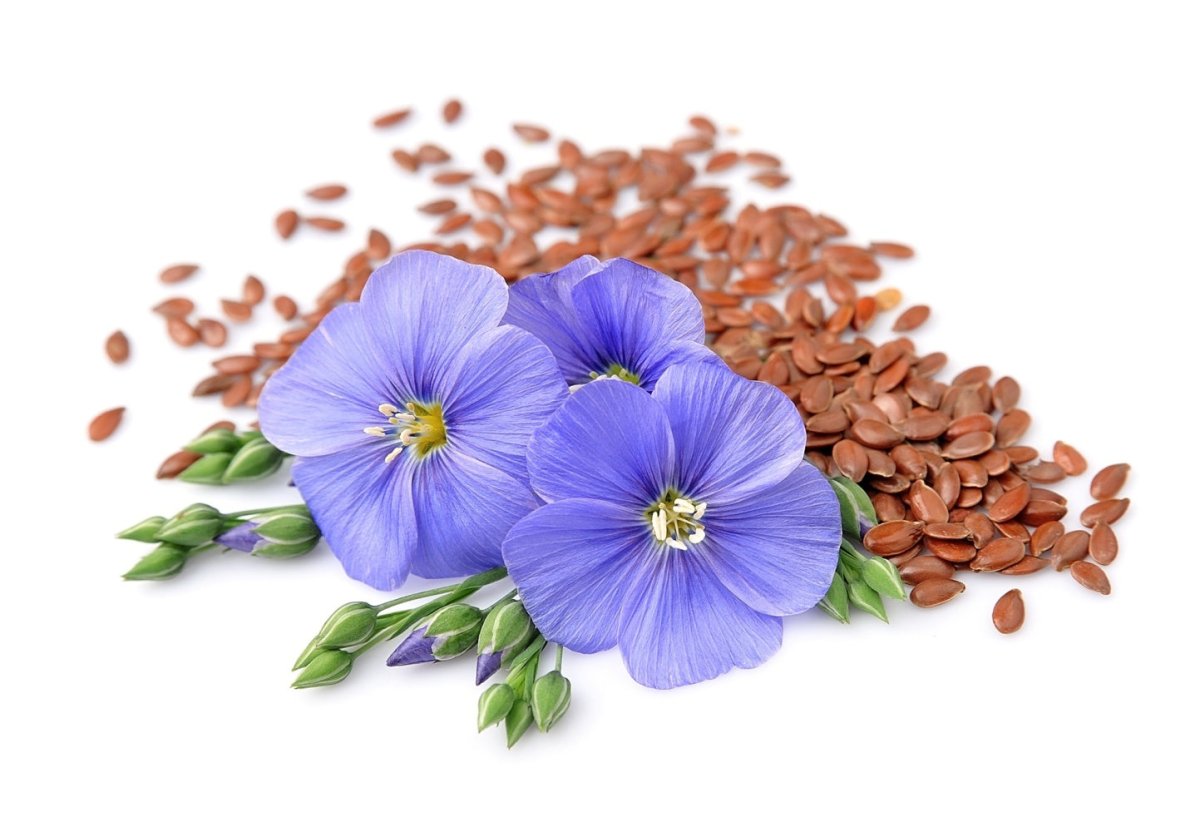 From Flax Plant to Comfortable Bedsheets: How the Flax Plant is Made into Fine Linen - RIMALINUM